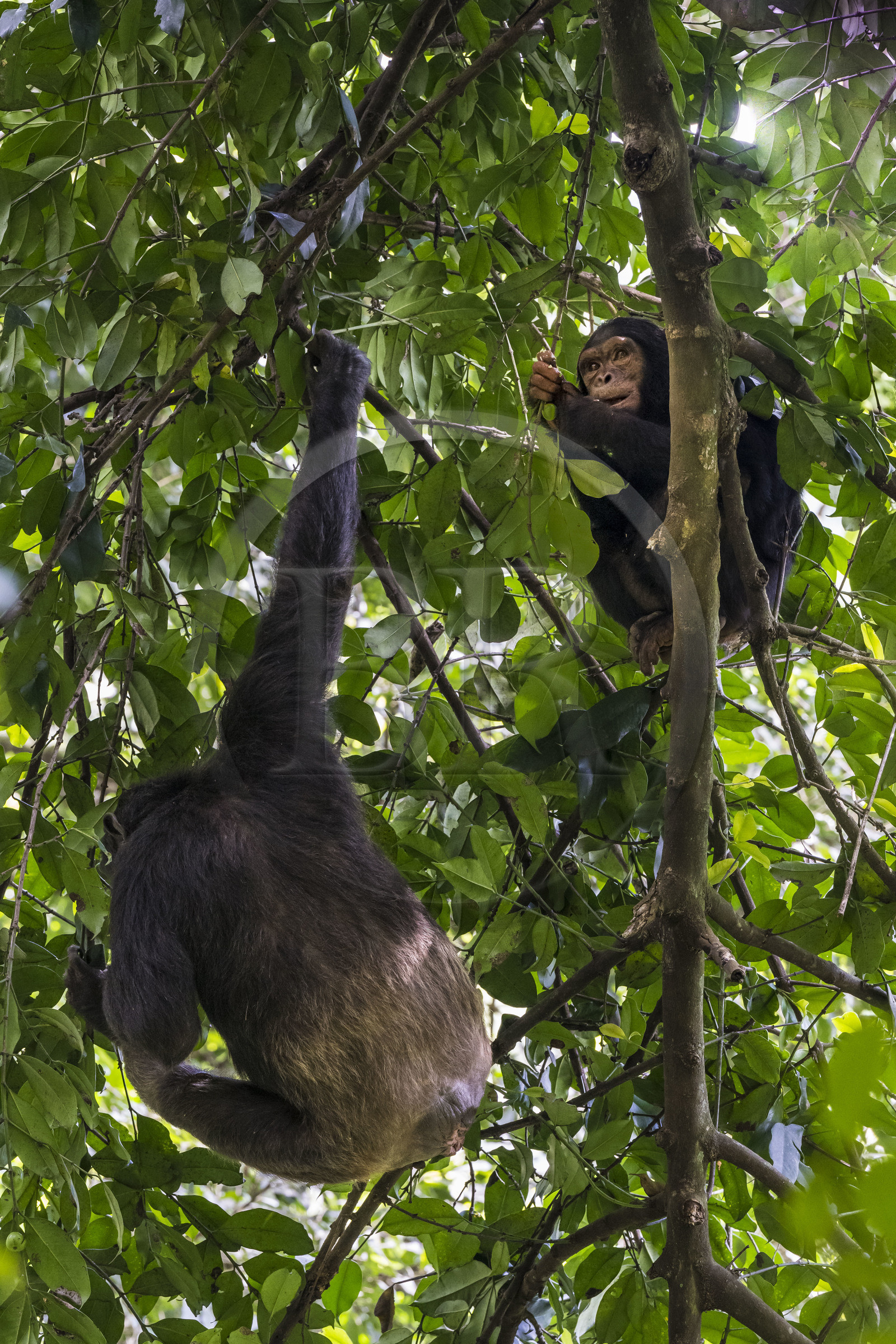 Rwanda, Province de l’Ouest, Nyakabuye, Parc national de Nyungwe, forêt tropicale humide naturelle de Cyamudongo, Chimpanzés commun (Pan Troglodytes)