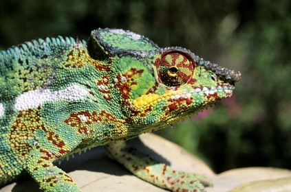 France, île de la Réunion, un caméléon male