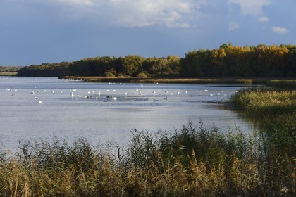 France, Meuse (55), Parc régional de Lorraine, Cotes de Meuse, Heudicourt-sous-les-Côtes, cygnes sur le lac de la Madine
