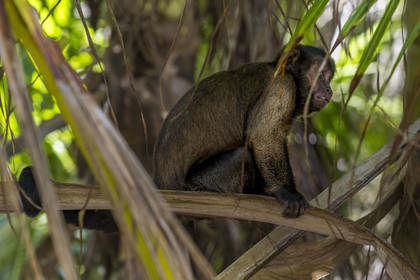 France, Guyane, Kourou, Iles du Salut, Ile Royale, singe Capucin brun (Sapajus apella) ou Sapajou apelle ou Capucin à houppe noire