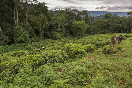 Rwanda, Province de l’Ouest, Gisakura, Parc national de Nyungwe, le garde de African Parks Claver Mtoyinkima guidant des touristes sur la piste des Colobes de Ruwenzori (Colobus angolensis ruwenzorii) pendant un safari à pied dans la forêt tropicale humide naturelle bordée par les plantations de thé