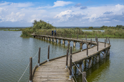France, Gard, Vauvert, the Petite Camargue, Scamandre Regional Nature Reserve, discovery path on pontoon between the reedbeds