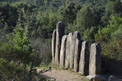 France, Corse du Sud, Sartene, alignement of menhirs of Palaggiu (Pagliaju), erected between 1900 and 1000 B.C., with its 258 menhirs, it is the most important of the mediterranean region
