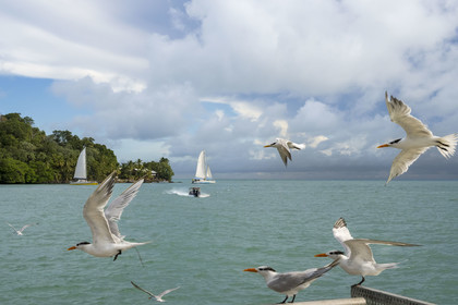 France, French Guiana, Kourou, Salvation Islands (Iles du Salut), Royal Island, royal tern (Thalasseus maximus)