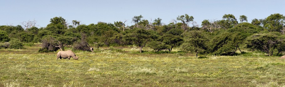 Namibie, région de Oshikoto, Parc National d'Etosha, rhinocéros noir (Diceros bicornis) aux deux cornes coupées pour lutter contre le braconnage