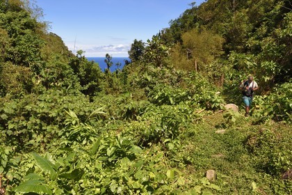 Caraïbes, Ile de la Dominique, randonneur sur le segment 13 du Waitukubuli National Trail dans le nord de l'île entre Pennville et Capuchin