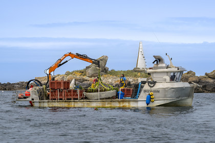 France, Finistère (29), Pays des Abers, estuaire de l'Aber Wrac'h, France haliotis élève des ormeaux en pleine mer et les nourrit exclusivement avec des algues récoltées localement à la main