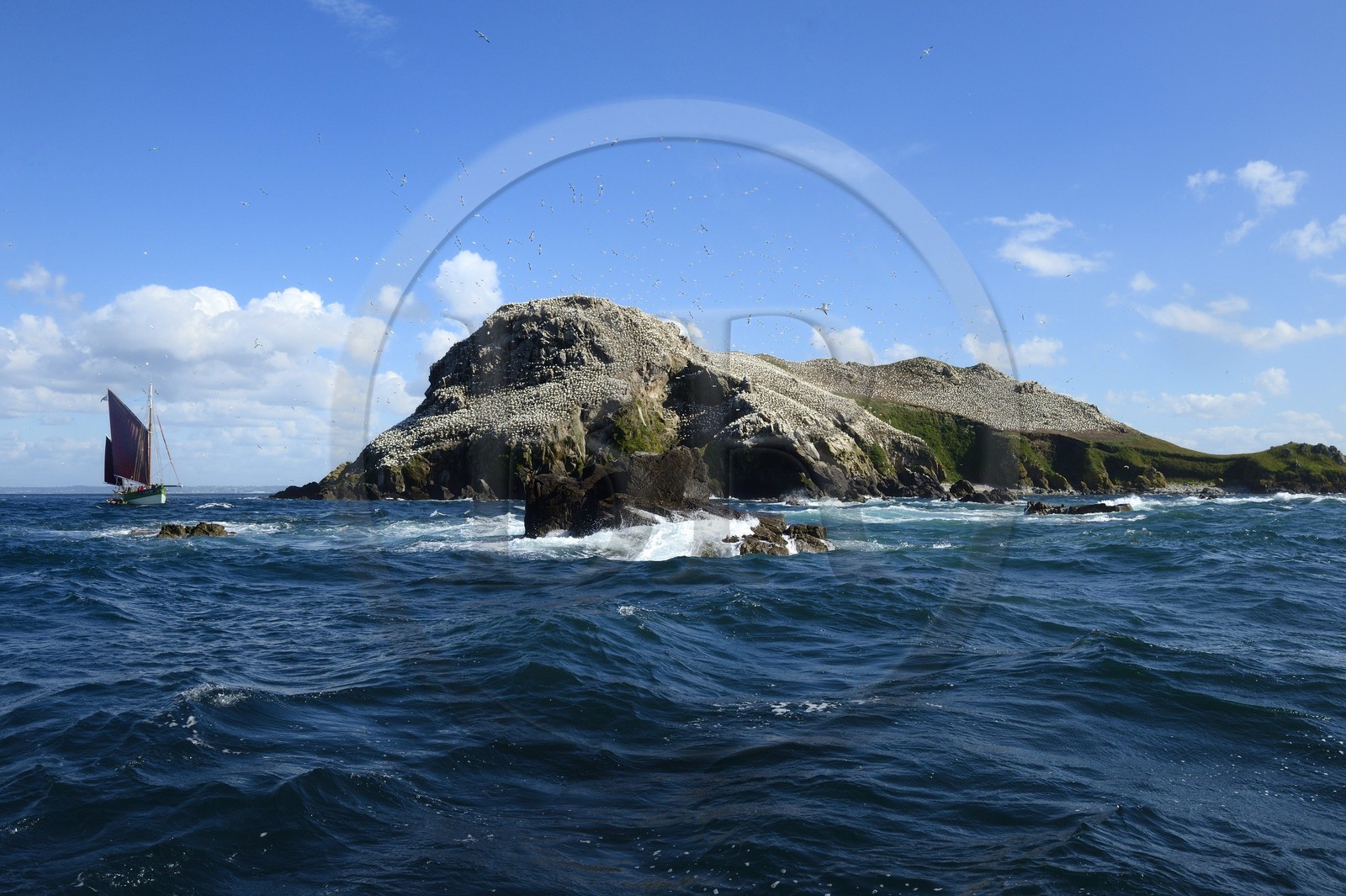 France, Côtes-d'Armor (22), Perros-Guirec, archipel et réserve ornithologique de Sept-Iles,  le voilier traditionnel Sant C'hireg (Saint Guirec) devant l'Ile Rouzic, colonie de fous de Bassan (Morus bassanus), unique point de nidification en France pour plus de 20000 couples