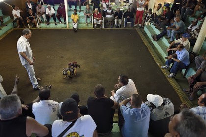 France, Ile de la Reunion, Petit Tampon, combat de coqs dans le Rond de Coq