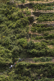 Italy, Liguria, Cinque Terre National Park listed as World Heritage by UNESCO, village of Vernazza, Bartolomeo Lercari, owner and operator of DO Liguria di Levante Cheo wines on his cogwheel monorail for harvesting on these extremely steep lands