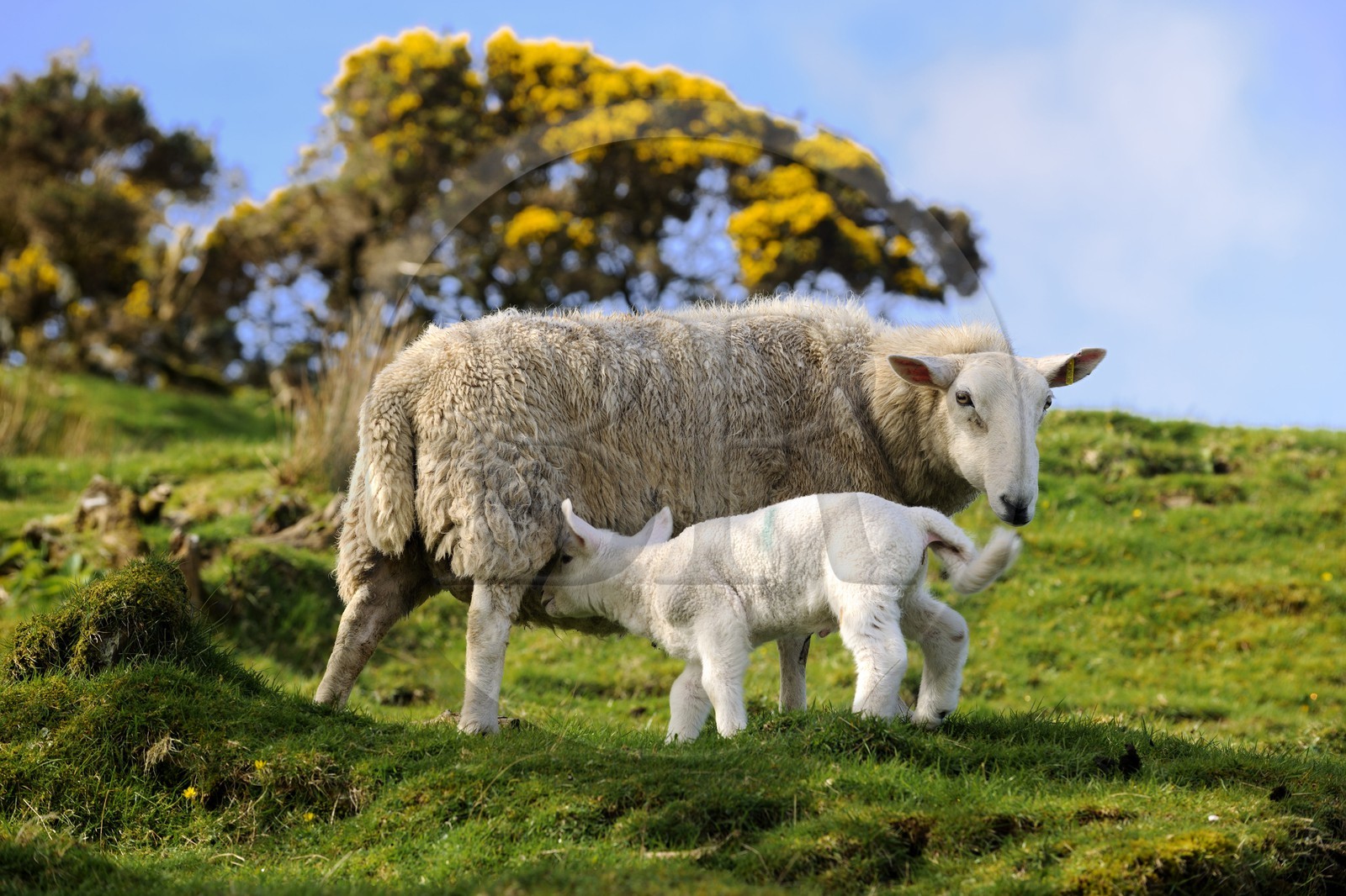 Royaume-Uni, Ecosse, région des Highlands, les Hébrides, île de Skye, mouton et son agneau