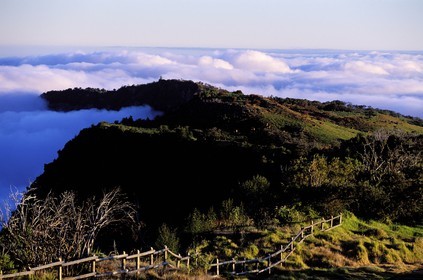 France, île de la Réunion, pâturages le long de la Rivière des Remparts