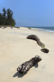 Gabon, province de l'Estuaire, plage de la Pointe Denis qui fait face à Libreville de l'autre côté de l'Estuaire du Gabon et bois flotté