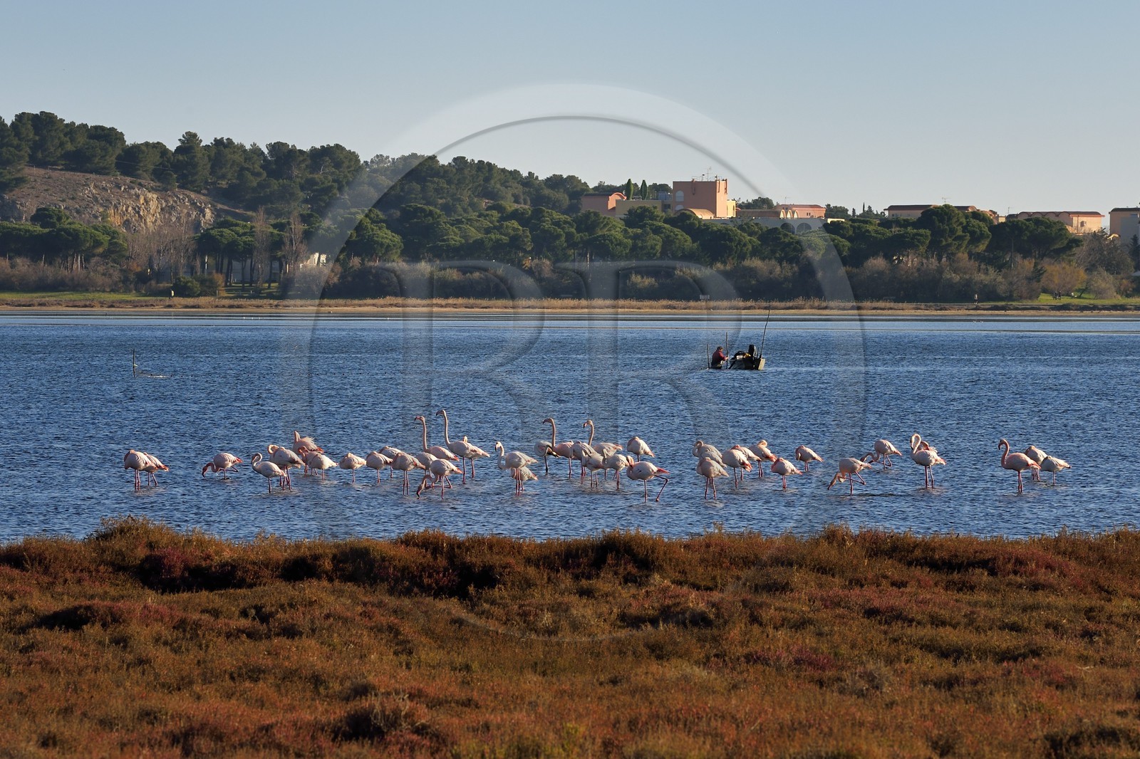 France, Aude (11), Narbonne, les Corbières, Gruissan, Flamants roses (Phoenicopterus roseus)
