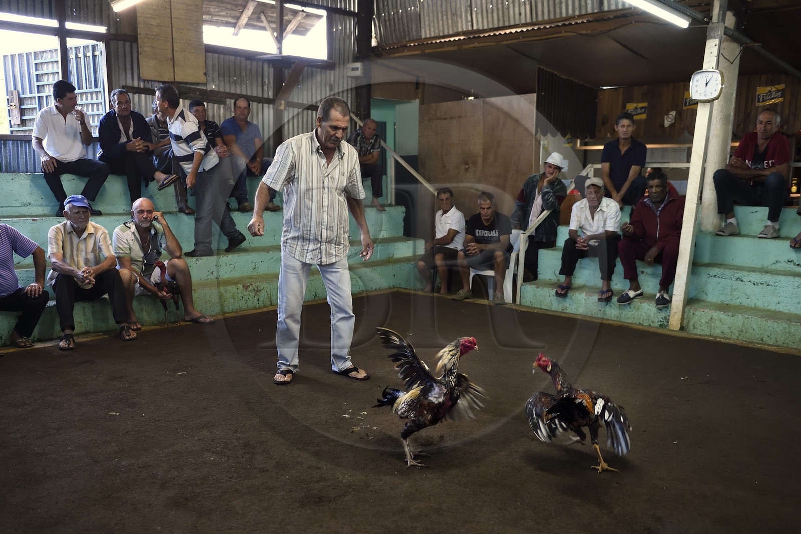 France, Ile de la Reunion, Petit Tampon, combat de coqs dans le Rond de Coq
