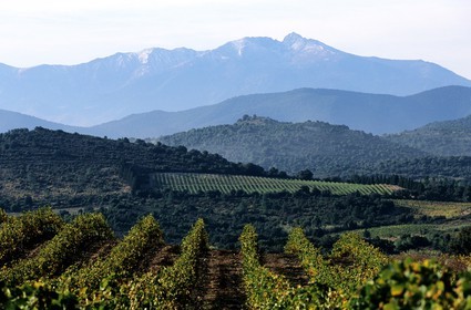 France, Pyrenees Orientales, vineyard in the Riberal region and the Canigou mountain