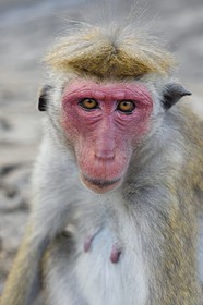 Sri Lanka,  Central Province, Matale District, Sigiriya, Toque macaque (Macaca sinica)