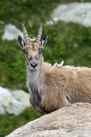 France, Alpes-Maritimes, parc national du Mercantour (Mercantour National Park), Valmasque valley, female Alpine ibex (Capra ibex)