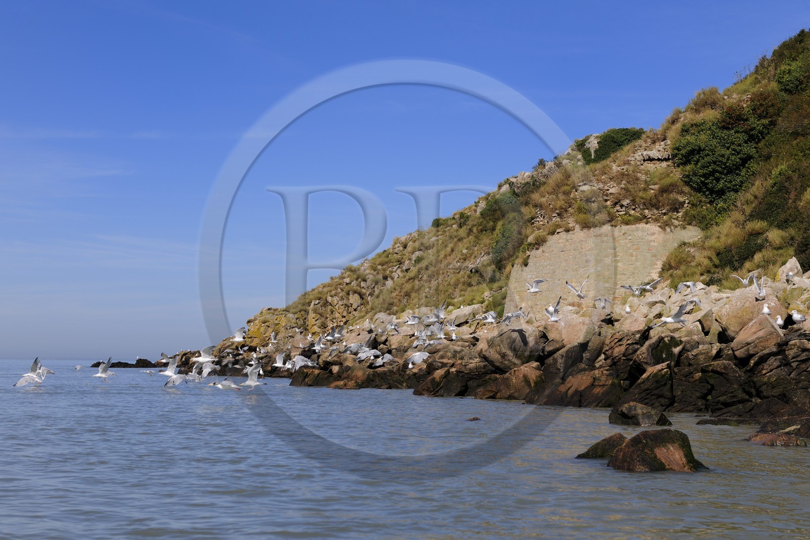 France, Manche (50), Baie du Mont-Saint-Michel, ile de Tombelaine, vol de mouettes