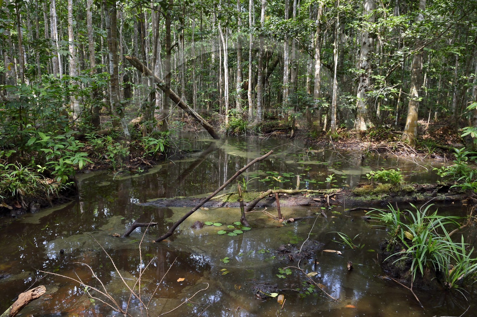 Gabon, province de Ogooué- Maritime, Parc National du Loango, forêt et marécages