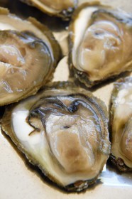 Croatia, Dalmatia, Dalmatian coast, peninsula of Peljesac, Ston, the largest oyster farming center on the Dalmatian coast in Mali Ston, Ostrea edulis oyster