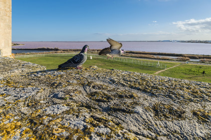 France, Gard (30), Aigues-Mortes, pigeons sur le chemin de ronde des remparts sud, les marais salants (Salins du Midi)