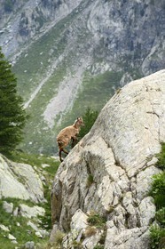 France, Alpes-Maritimes, parc national du Mercantour (Mercantour National Park), Valmasque valley, female Alpine ibex (Capra ibex)