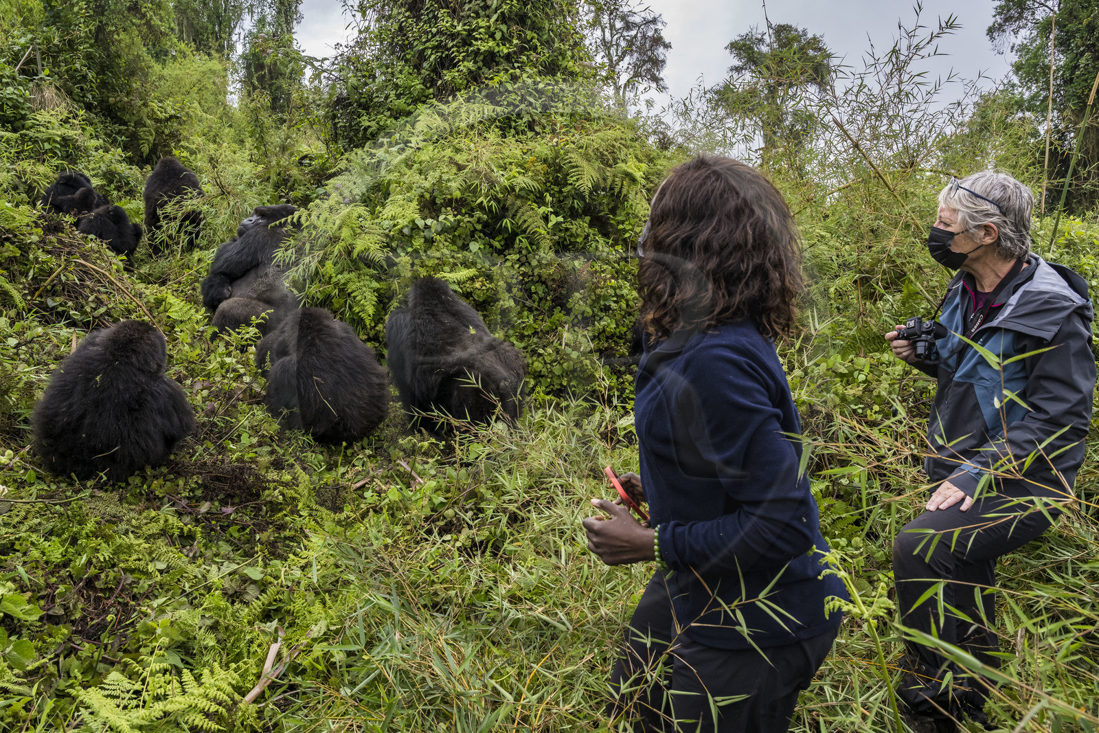 Rwanda, Province du Nord, Parc National des Volcans dans la chaine des Monts Virunga, mont Karisimbi, touristes observant des gorilles des montagnes  (Gorilla beringei beringei), le dos argenté (silverback) nommé Impuzamahanga qui est le male dominant à gauche