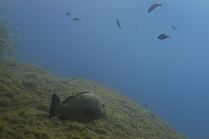 France, Var (83), Iles d'Hyères, parc national de Port Cros, Ile de Port-Cros, mérou vers l'Ilot de la Gabinière