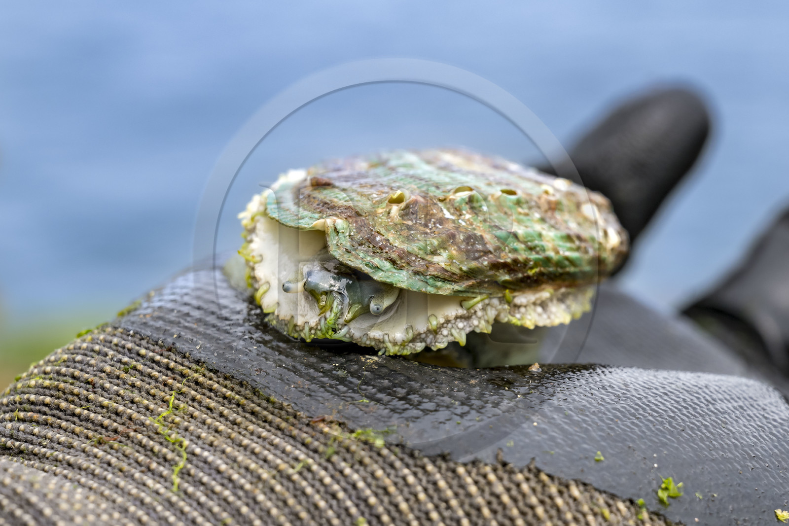 France, Finistère (29), Pays des Abers, estuaire de l'Aber Wrac'h, ormeau (haliotis tuberculata) de 3 ans issu d'un élevage en pleine mer par France Haliotis