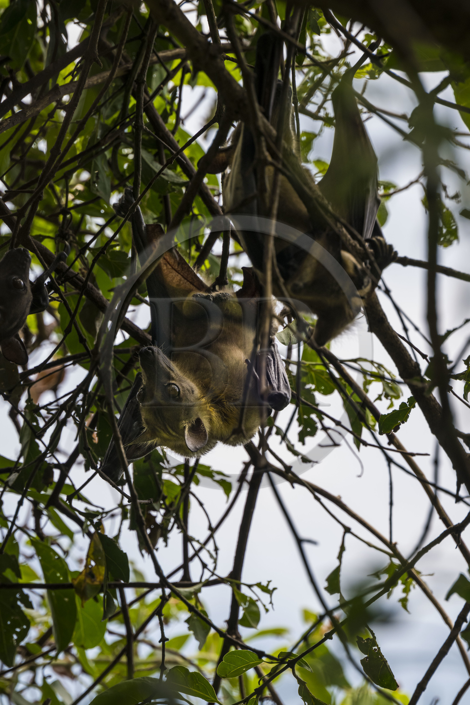 Rwanda, Province de l’Ouest, Karongi (anciennement nommée Kibuye), lac Kivu, Ile Napoléon ou Tembabagoyi, Roussette paillée africaine ou Roussette des palmiers africaine ou Roussette jaune (Eidolon helvum)