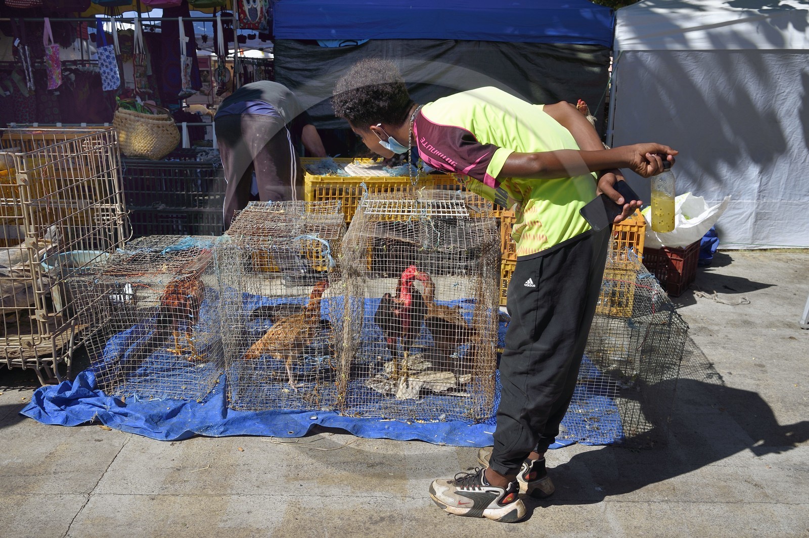 France, Ile de la Reunion, Saint-Pierre, le marché du samedi, les étals de volailles