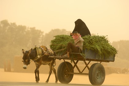 Egypte, désert libyque, oasis de Dakhla, chariot lors du vent de sable (khamsin)