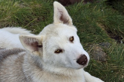 Groenland, cote ouest, Uummannaq, chien de traineau