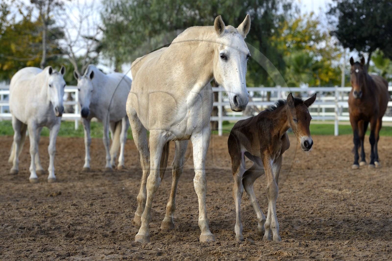 Espagne, Andalousie, province de Séville, Utrera, le haras Ayala (Yeguada Ayala), Pure race espagnole ou PRE (Pura Raza Espanola), poulain
