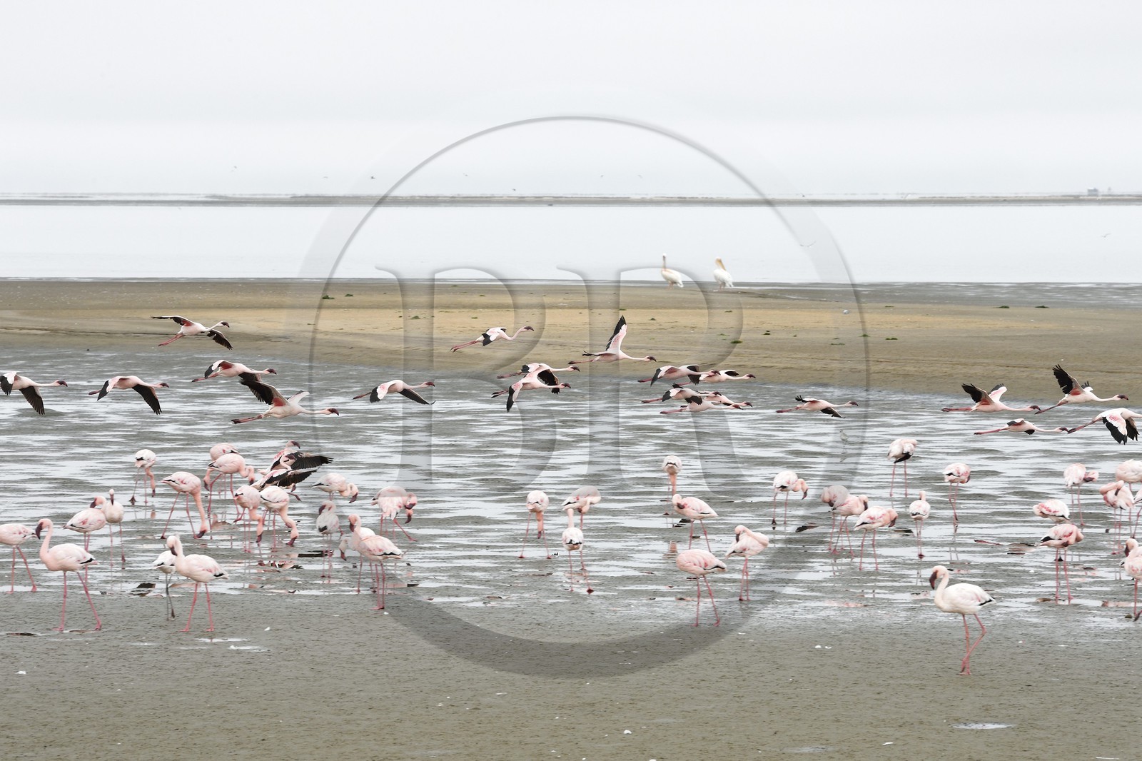 Namibie, région de Erongo, Walvis Bay, flamant nain (Phoeniconaias minor)