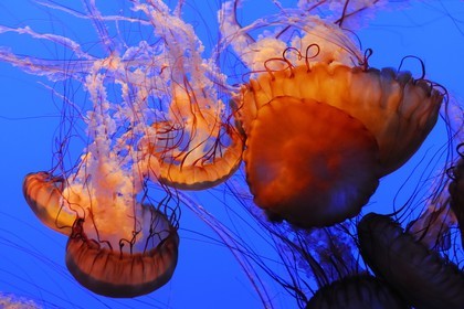Etats-Unis, Californie, Monterey, le Monterey Bay Aquarium dans Cannery Row, méduses