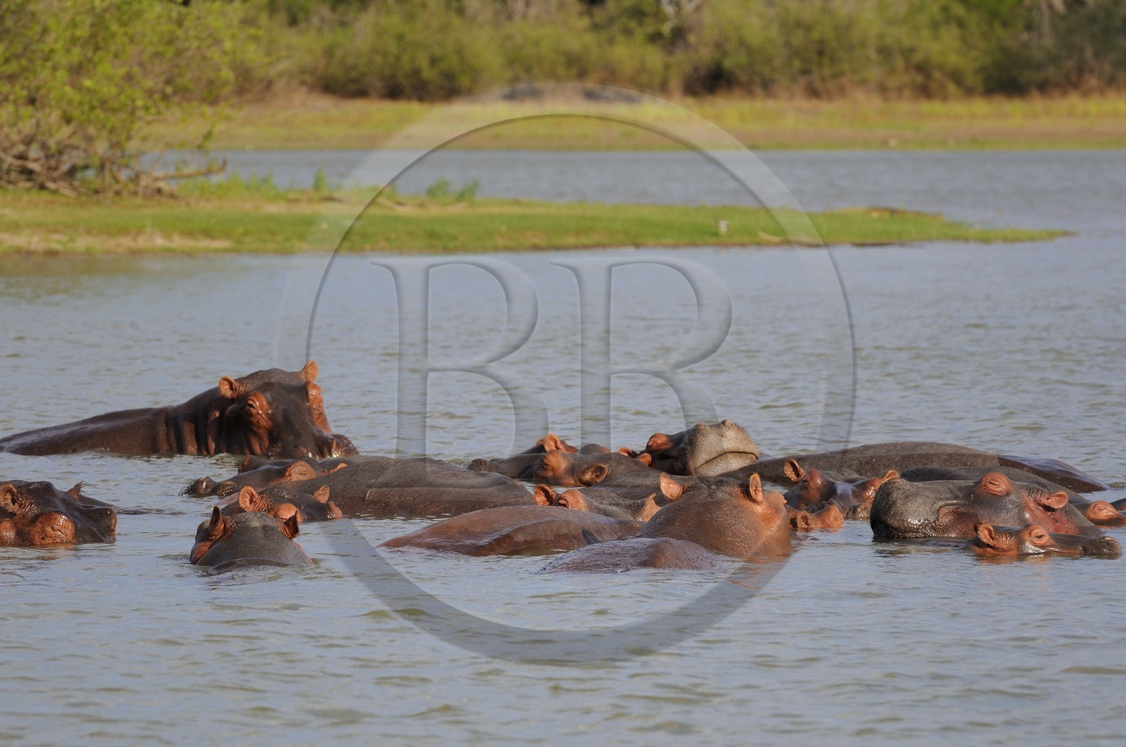 Tanzanie, Reserve de gibier de Selous une des plus grandes zones protégées au monde et inscrite sur la liste du patrimoine mondial de l’Unesco depuis 1982, hippopotames sur le lac Nzerakera formé par la rivière Rufiji