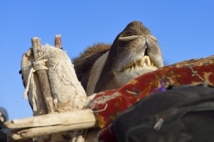 Iran, Isfahan province, Dasht-e Kavir desert, Mesr in Khur and Biabanak County, dromedary (Camelus dromedarius)