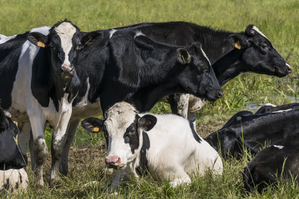 France, Vendée (85), Talmont-Saint-Hilaire, troupeau de jeunes vaches Holstein