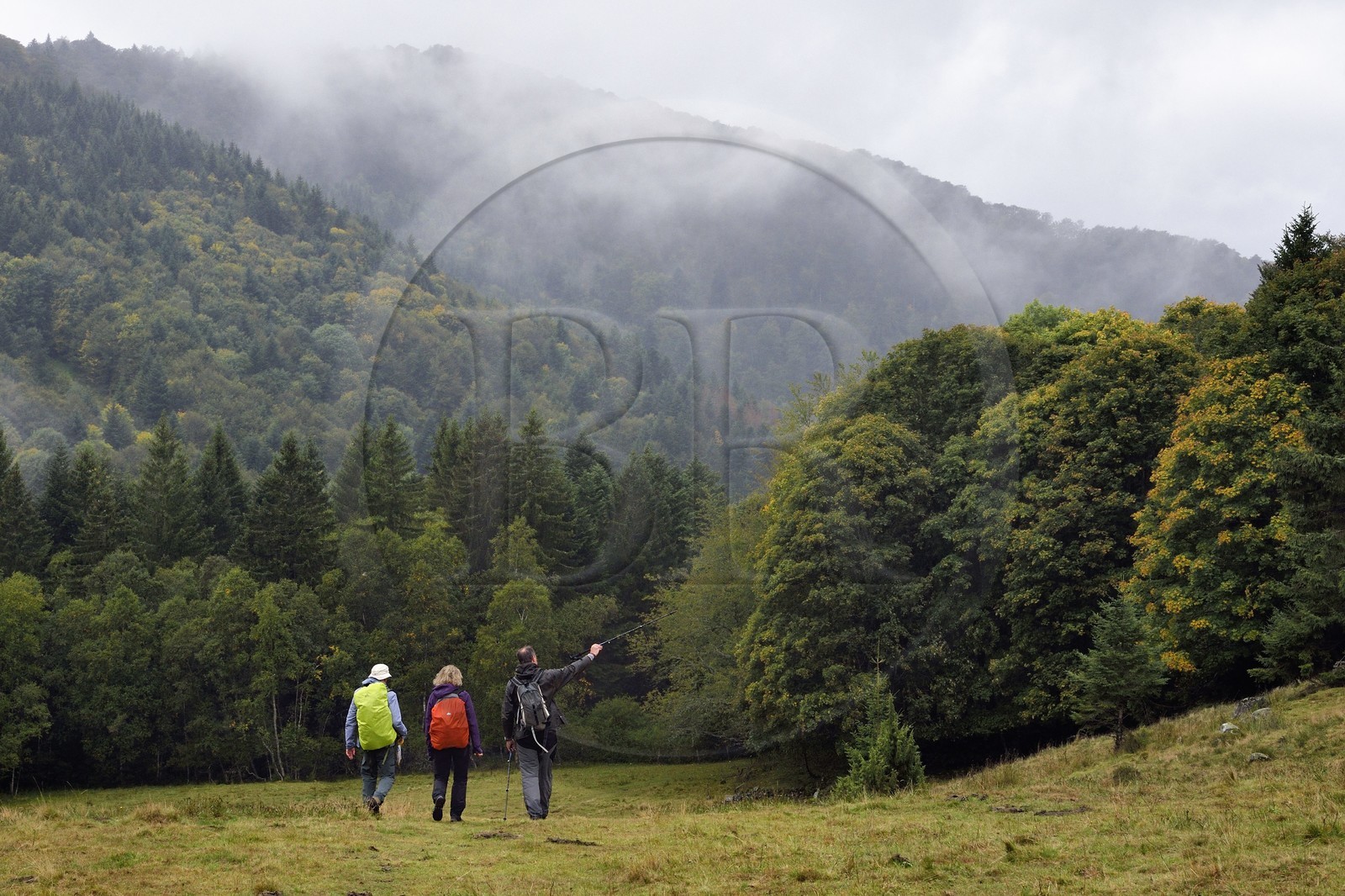 France, Vosges (88), Parc naturel régional des ballons des Vosges, Saint-Maurice-sur-Moselle, randonneurs traversant la chaume des Neuf Bois et la foret en arrière plan