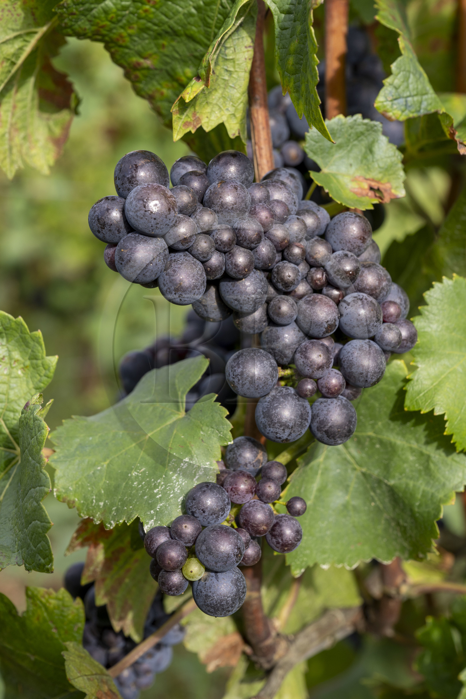 France, Côte-d'Or (21), les climats de Bourgogne classés Patrimoine Mondial de l'UNESCO, Côte de Beaune, Beaune, parcelle Les Grèves des Hospices de Beaune plantée en 1er cru de Beaune, grappe de raisin à quelques jours des vendanges