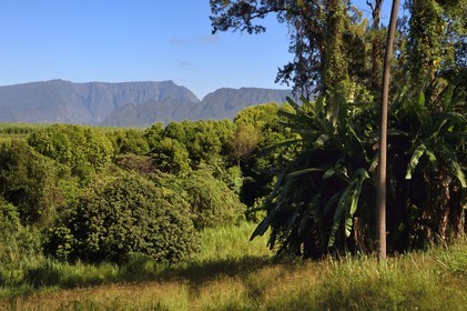 France, Ile de la Reunion, Bérive les Hauts, domaine Isautier Bérive dans les hauts de Saint-Pierre, champ de cannes à sucre et bananiers, en arrière plan le Grand Bénare à gauche et le Dimitile à droite
