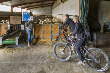 France, Aveyron, Grands-Causses Regional Nature Park, Versols et Lapeyre, cyclists on the Brebis'Cyclette tourist cycle route in the Roquefort region, breeder Alice Ricard with her Lacaune ewes whose milk is used to make Roquefort AOP
