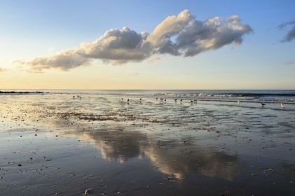 France, Calvados (14), Pays d'Auge, la côte Fleurie, Cabourg, goélands sur la plage de la station balnéaire