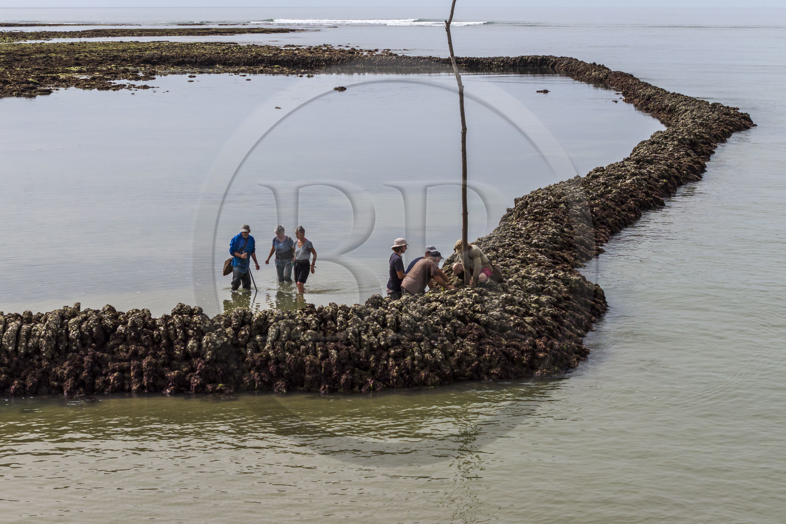 France, Charente-Maritime (17), Ile d'Oléron, Saint-Georges-d'Oléron, plage des Sables Vignier à marée basse, concessionnaires consolidant l'écluse à poissons des Basses (vue aérienne) France, Charente-Maritime (17), Ile d'Oléron, Saint-Georges-d'Oléron, plage des Sables Vignier à marée basse, concessionnaires consolidant l'écluse à poissons des Basses (vue aérienne)
