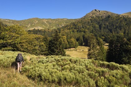 France, Cantal, Parc Naturel Régional des Volcans d'Auvergne (regional nature park of Auvergne volcanoes), Le Lioran, hiker and horses grazing in the ancient glacial cirque of Font d'Alagnon under the mountain of Téton de Venus