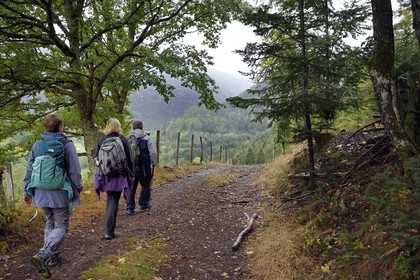 France, Haut-Rhin (68), Parc naturel régional des ballons des Vosges, randonneurs remontant la vallée de Storckensohn à l'ouest de Fellering