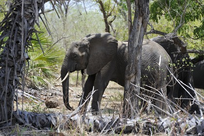 Tanzanie, Reserve de gibier de Selous une des plus grandes zones protégées au monde et inscrite sur la liste du patrimoine mondial de l’Unesco depuis 1982, Éléphant de savane d'Afrique (Loxodonta africana)