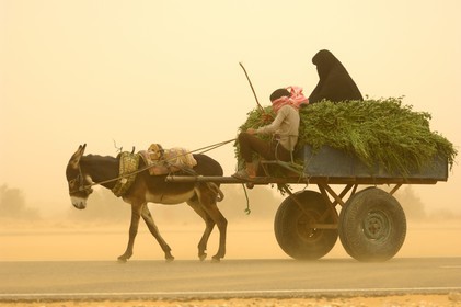 Egypte, désert libyque, oasis de Dakhla, chariot lors du vent de sable (khamsin)